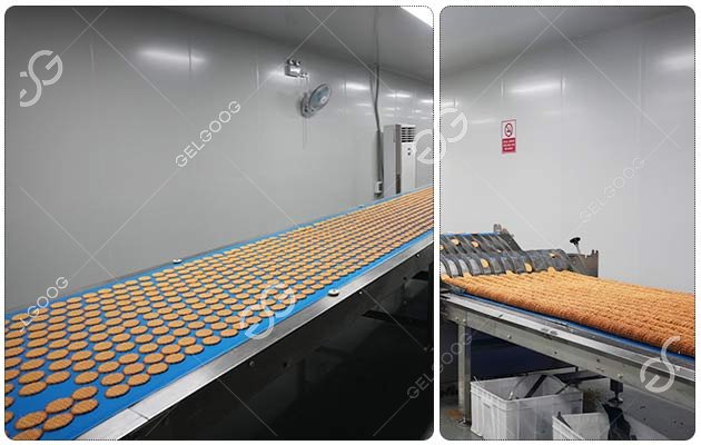 Coin Biscuit Production Line for Cooling Coin Biscuit Production Line for Cooling